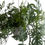 Thumbnail: Monstera Adansonii (Swiss Cheese) 
