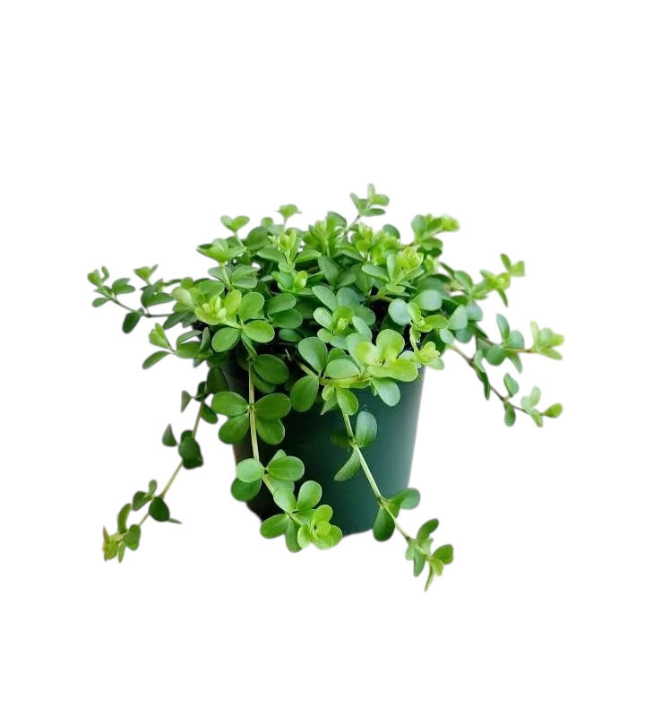 Peperomia Deppeana