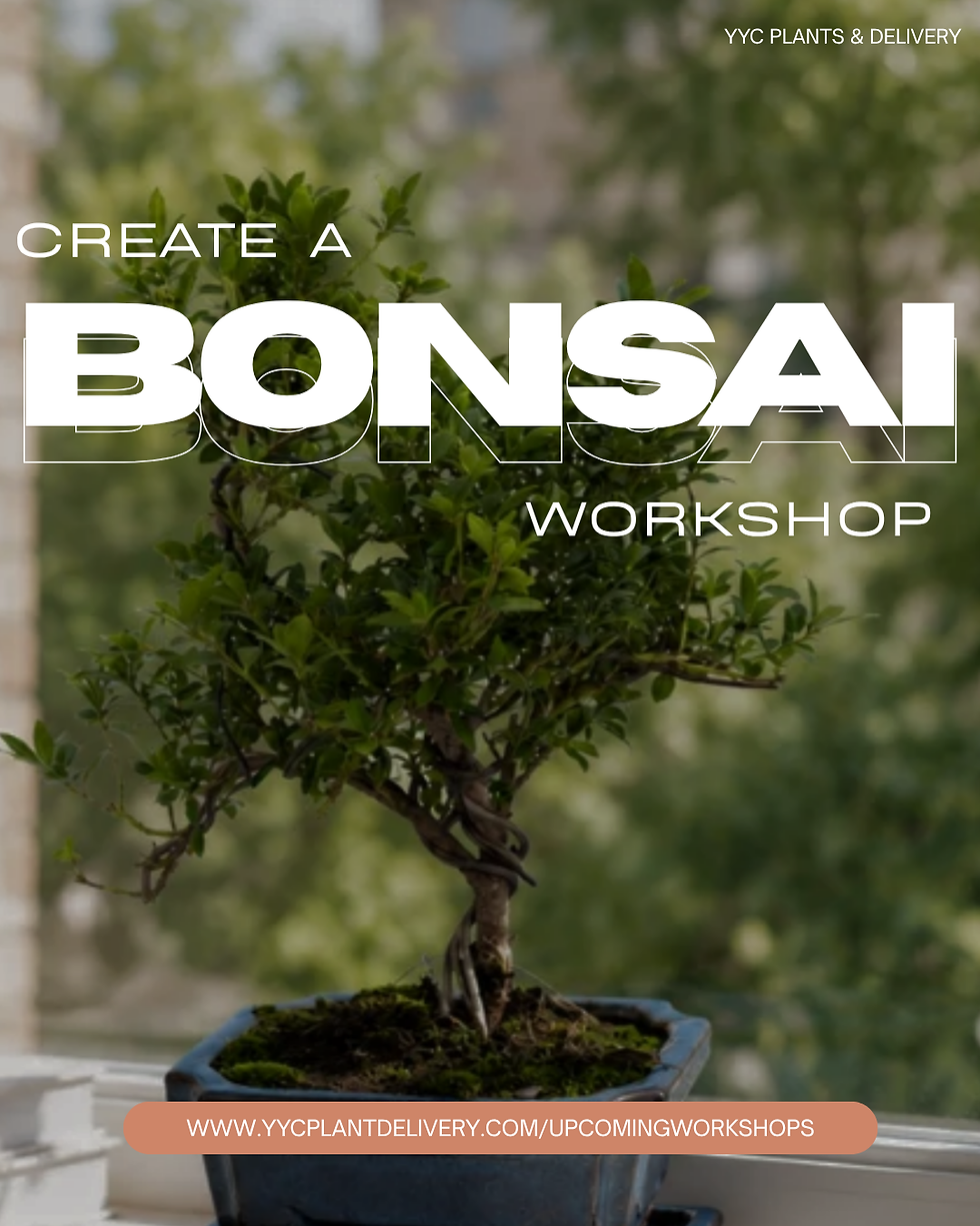 Bonsai Trees 101: History, Meaning & Where to Learn Bonsai in Calgary