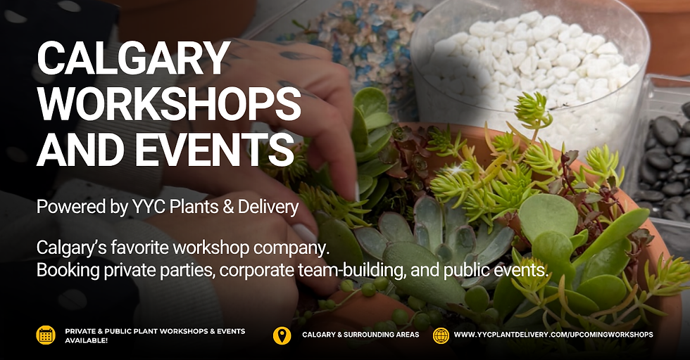 Plant expert showing succulent care tips at YYC Plants & Delivery Calgary workshop