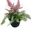 Thumbnail: Fern Pteris Quad.Tricolor