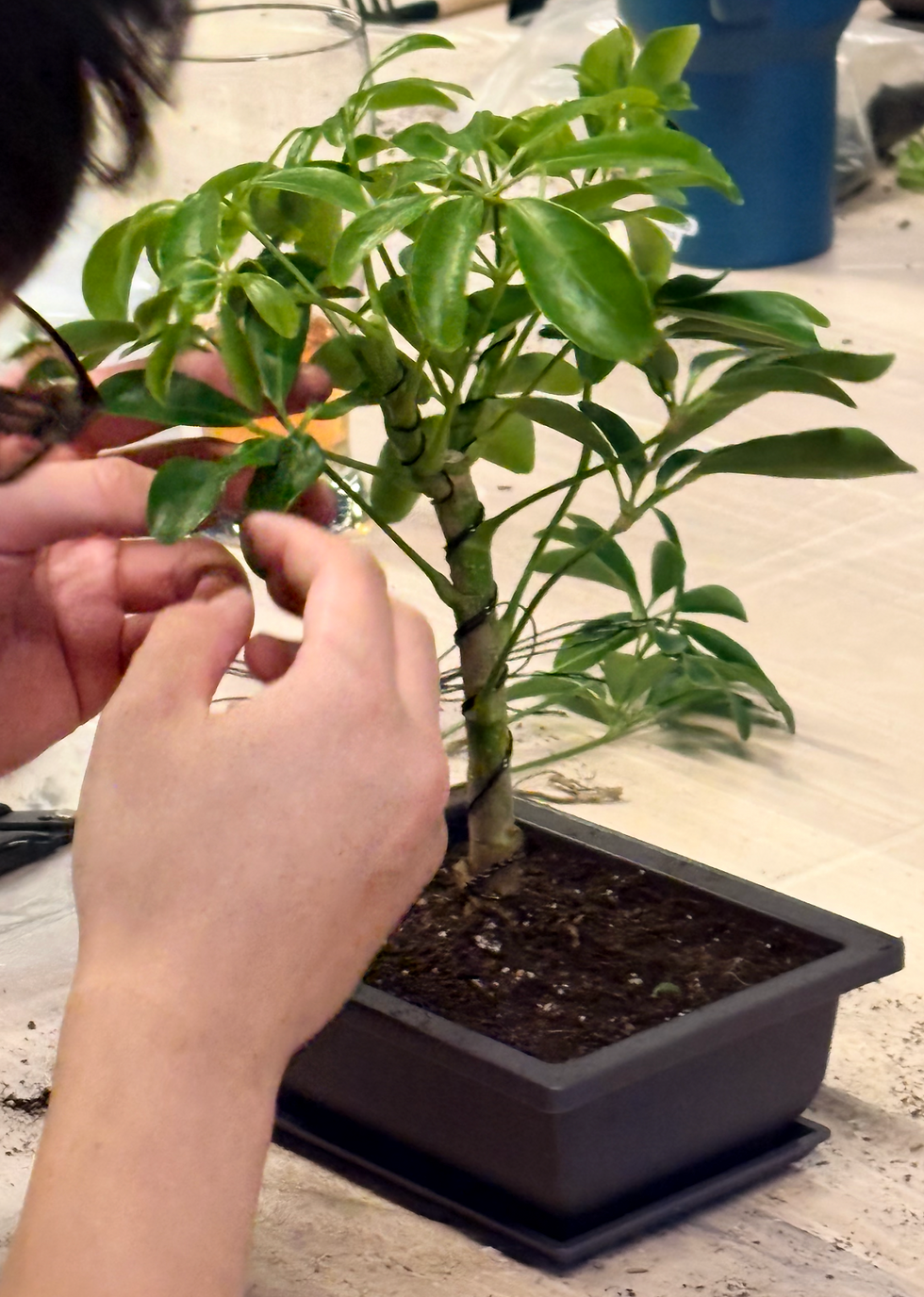 If you have ever wondered what a beginner bonsai workshop in Calgary actually feels like, last night gave us the perfect answer. YYC Plant Delivery hosted a sold out Create A Bonsai workshop at The District at Beltline, right in the Food Hall and Lounge Building on 11 Avenue Southwest, and the room was full of energy from the very first minute. Guests arrived a little unsure of what to expect and left two hours later with a finished bonsai tree, a handful of new skills, and in many cases, a few new friends.
For anyone in Calgary searching for things to do in Beltline, a unique date night idea, or a hands on plant workshop near downtown Calgary, this recap walks through exactly what the evening looked like, phase by phase.