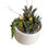Thumbnail: Medium Plant Arrangement