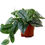 Thumbnail: Scindapsus Exotica