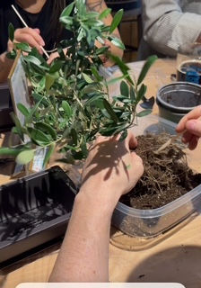 Creating a Bonsai at Bow River Brewing: A Hands-On Plant Workshop in Calgary, Alberta - YYC Plants & Delivery
