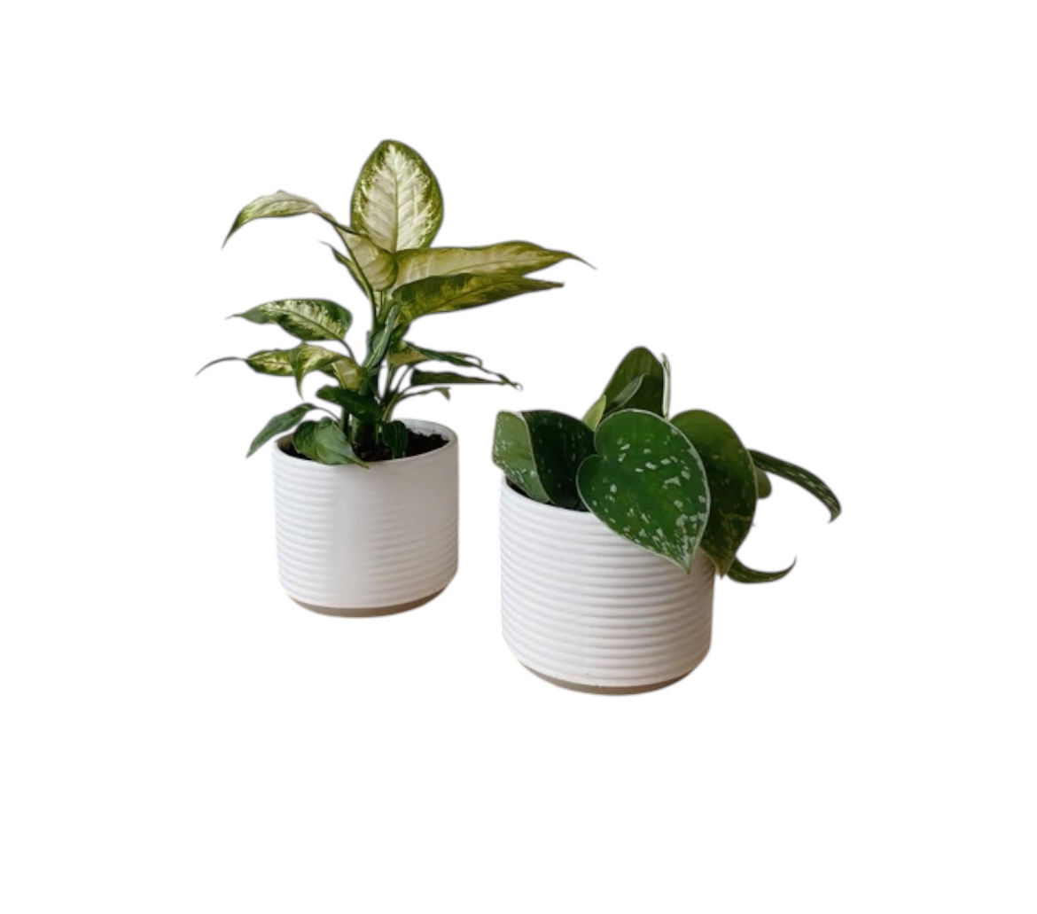 Small Potted Plant