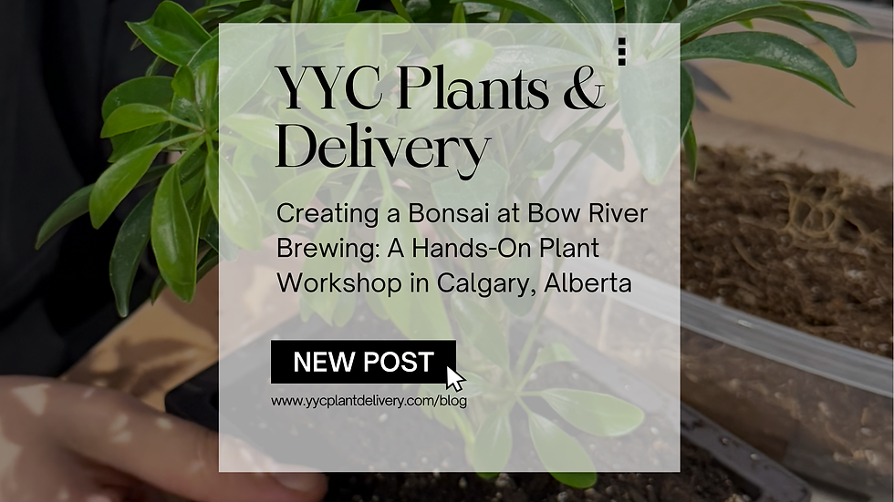 Creating a Bonsai at Bow River Brewing: A Hands-On Plant Workshop in Calgary, Alberta - YYC Plants & Delivery
