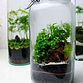 Closed-terrariums-600x900-1 (1)_edited.j