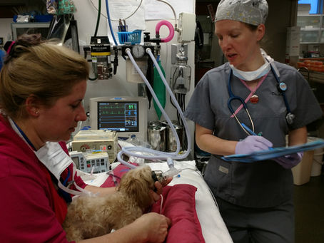 Checklists in Veterinary Anesthesia Why, When, & How