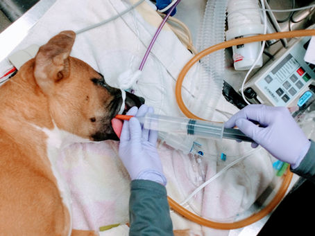 Gastroesophageal Reflux during Anesthesia