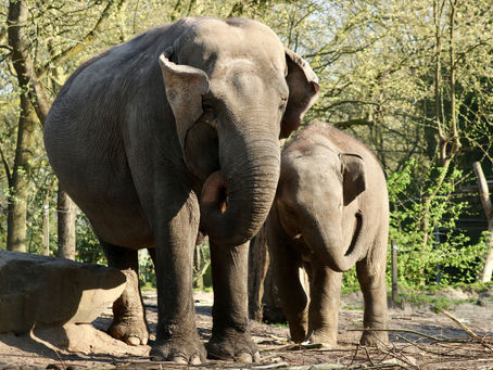 Asian elephant conservation in the Wild: the Indian scenario