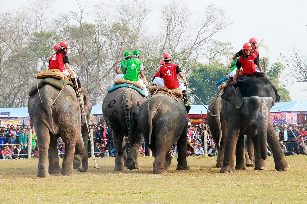 Elephant festival