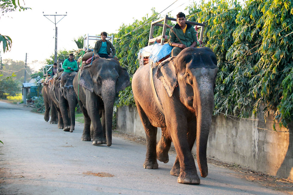 Elephants in the street