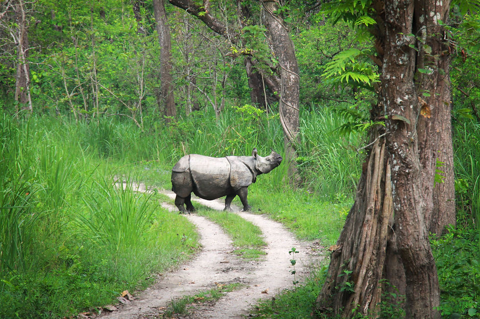 Rhino in the Chitwan National Park