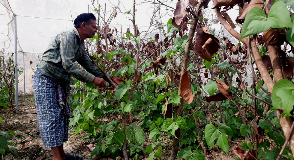 From Traditional to Tech-Savvy: Prahalada Biswal's Greenhouse Farming Triumph in Rural Odisha