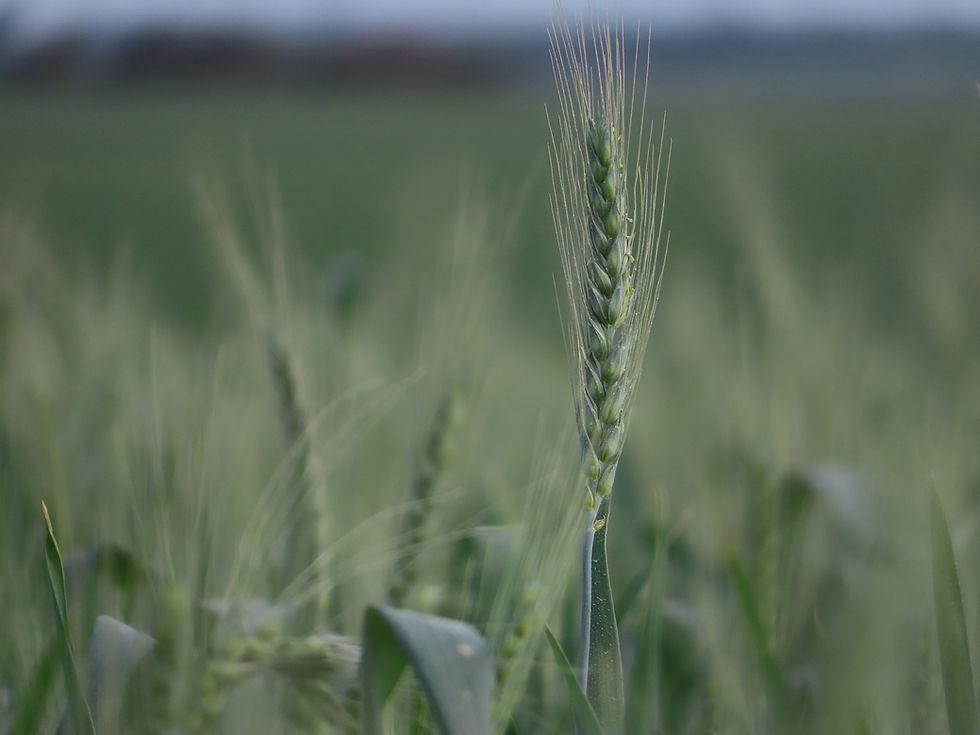 Sabbath February 14, 2026