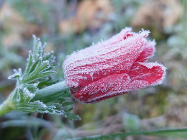 Thursday February 27, 2025: A public service announcement to the Body.