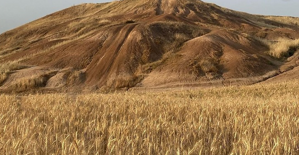 goat grass in south, 29 Apr.png