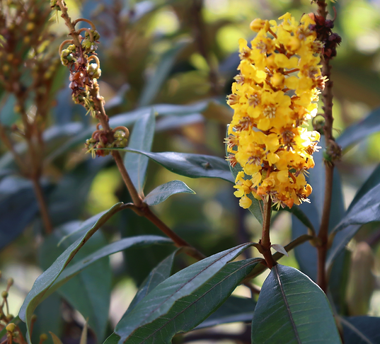 imagem de foto natureza com flores amarelas e folhas verdes, caule marrom. Imagem registrada na Baha, chapada diamantina