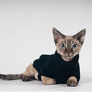 Cat in a Sweater Vest_edited.jpg