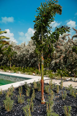 GrassLife - Exuma-8
