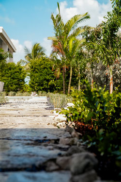 GrassLife - Exuma-9