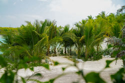 GrassLife - Exuma-61
