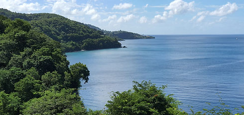 Island view in the Caribbean with dense green trees, mangrove next to the seashore