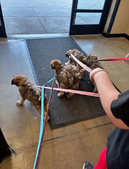 PetSmart exit.jpg