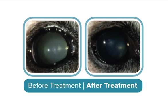 Thumbnail: CatarClear [Cataract eye drops] -Twin Pack