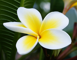 Frangipani, Music, Flowers, Weddings, Catering