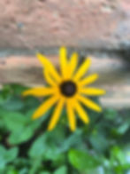 Black Eyed Susan