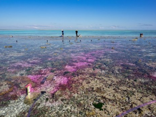 What do you know about ocean acidification?