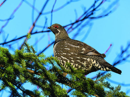 The Maine Highlands 13 Top Birding Trails: A Haven for Birdwatchers