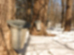 Maple syrup being extracted from the trees into the buckets