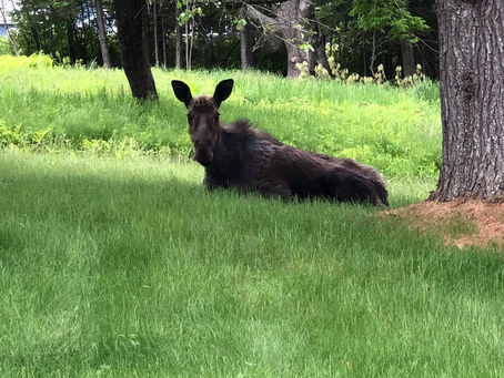 Moose Spotting: Best Locations for Moose Sightings in Maine’s Moosehead Lake Region!
