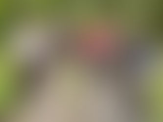 Explore Moosehead Outdoor Alliance: 7.4 Miles of the Best Mountain Biking Maine