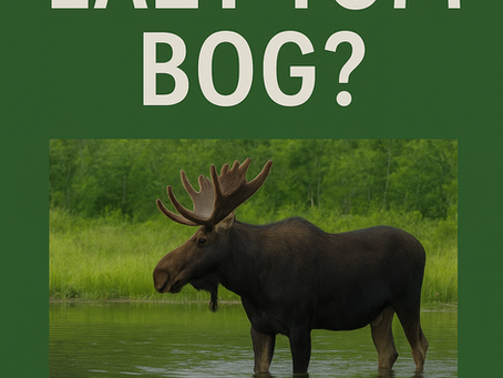 Lazy Tom Bog Maine | Best Moose Watching & Primitive Camping Near Moosehead Lake