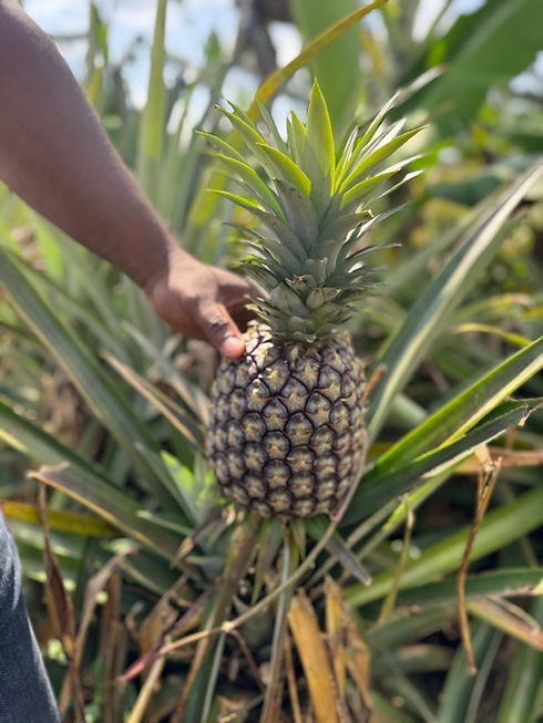 WhatsApp Image 2025-09-17 at 18.31.16_c9ee635d.jpg