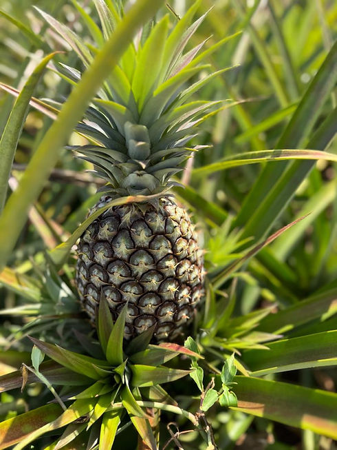 WhatsApp Image 2025-09-17 at 18.31.23_081687ec.jpg