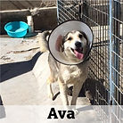 Ava.jpg
