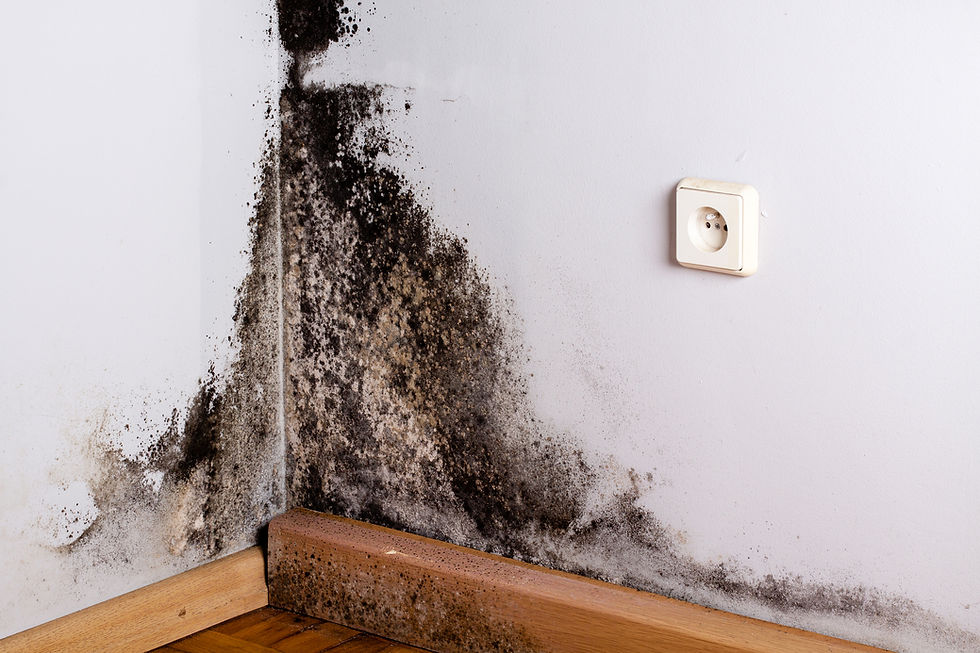 Black mould on wall