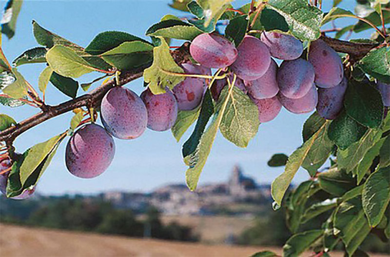 download prunes tree for free download prunes tree for free