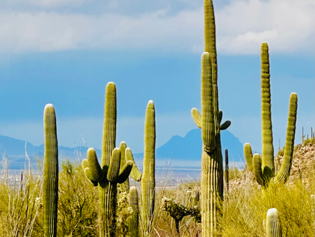 Arizona: Discover the Pinnacle of Luxury in the Sonoran Desert