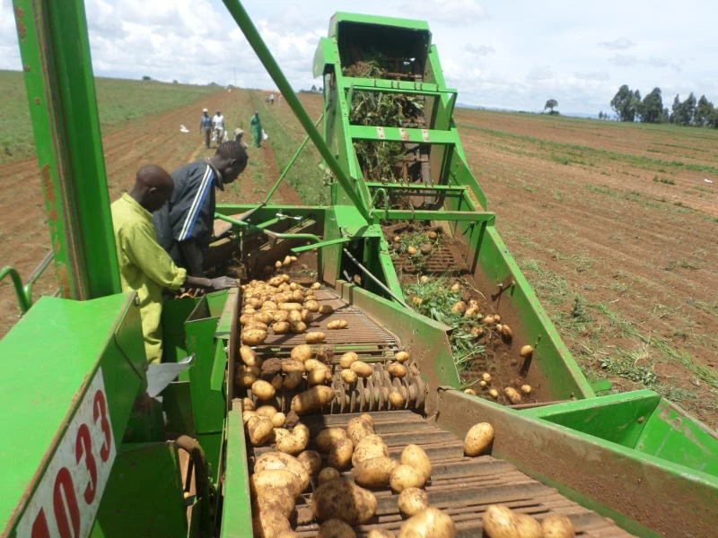 African potatoes exporters fresh potato wholesale suppliers