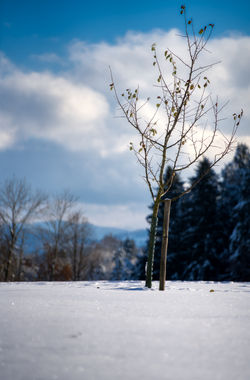 Baum_Schnee_3