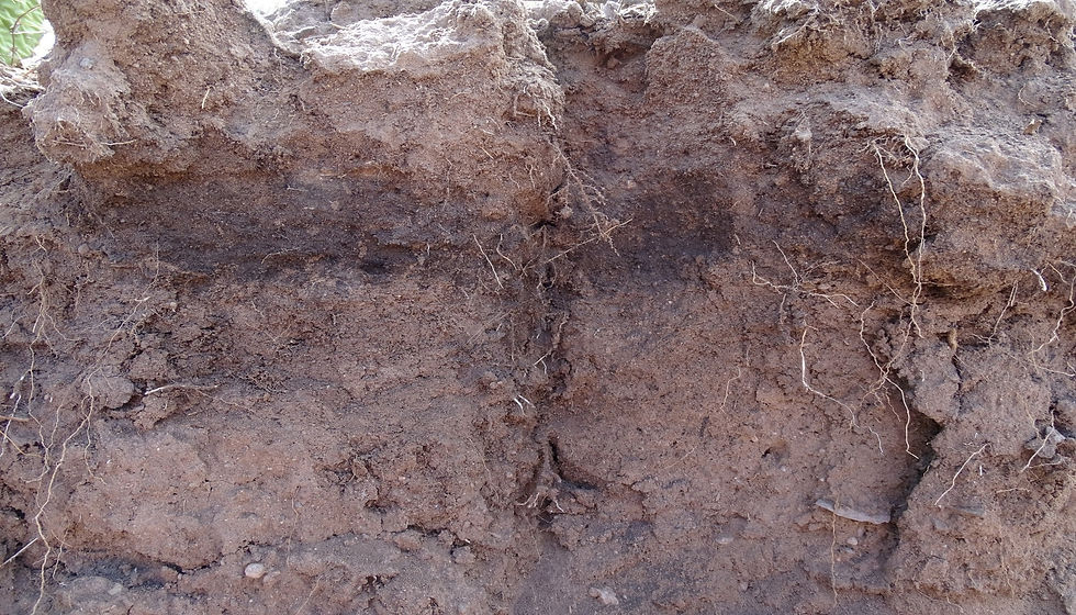 Soil profile.jpg