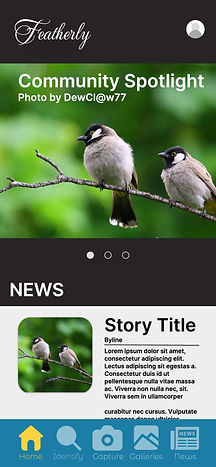 Featherly app hi-fi prototype homepage. Featuring a carousel under a header with the logo and profile placeholder. Below this is a news story. A menu lines the bottom: Home, Identify, Capture, Gallery and News.