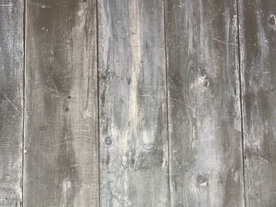 BLUE GRAY SEQUOIA x2