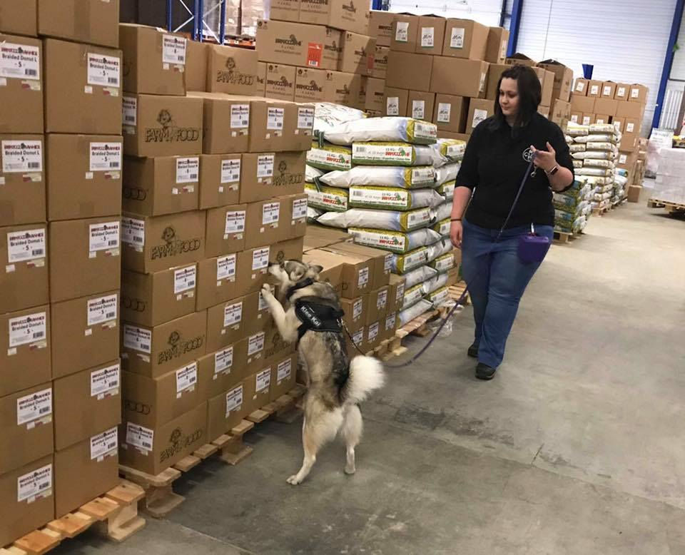 dog trainer business